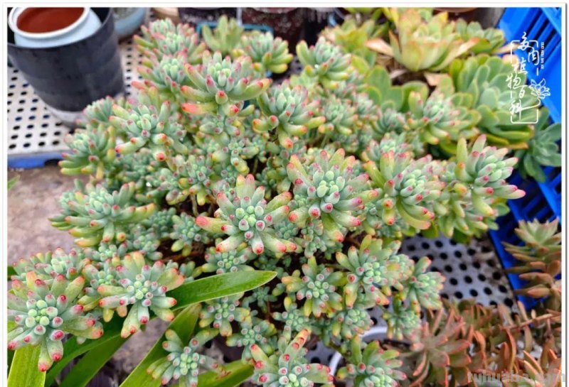 多肉，不仅养眼，且很治愈