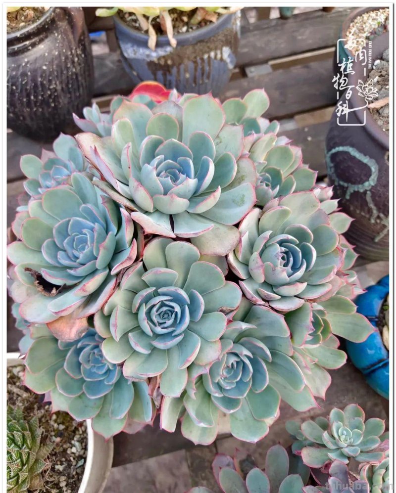 多肉，不仅养眼，且很治愈