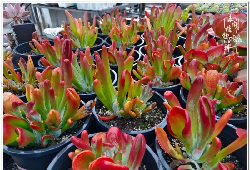 多肉，不仅养眼，且很治愈