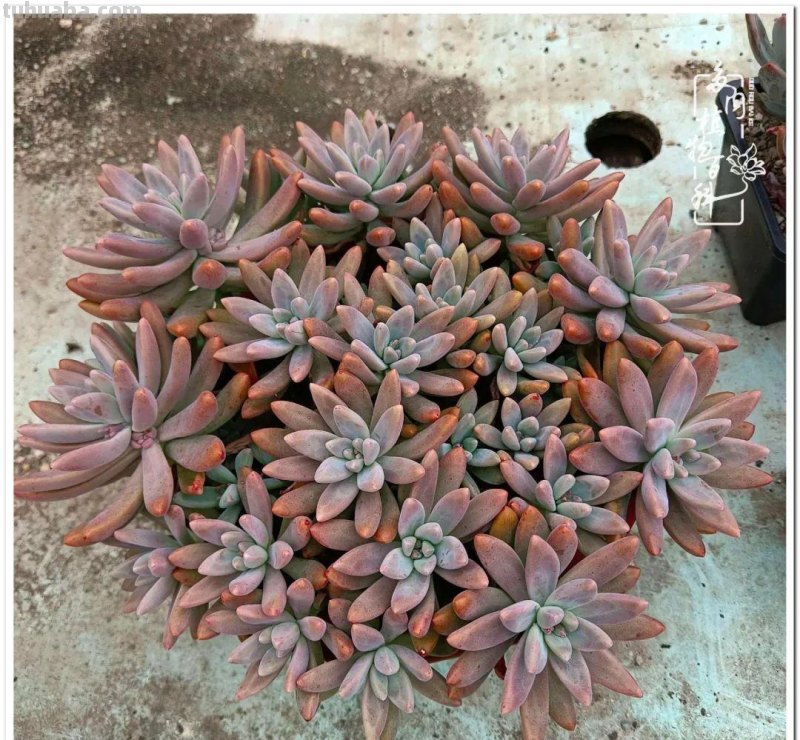 多肉，不仅养眼，且很治愈