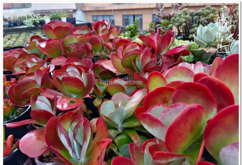 多肉，不仅养眼，且很治愈