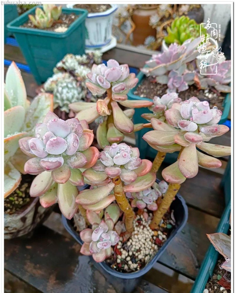 多肉，不仅养眼，且很治愈