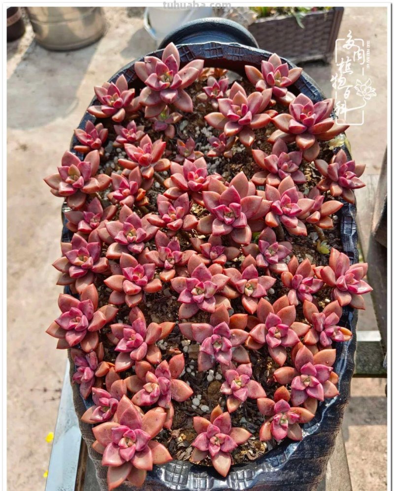 多肉，不仅养眼，且很治愈