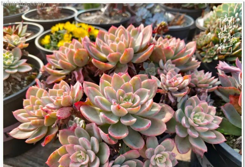 多肉，不仅养眼，且很治愈