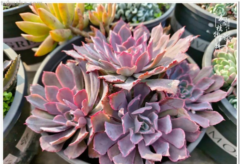 多肉，不仅养眼，且很治愈