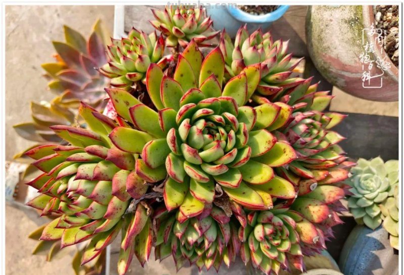 多肉，不仅养眼，且很治愈