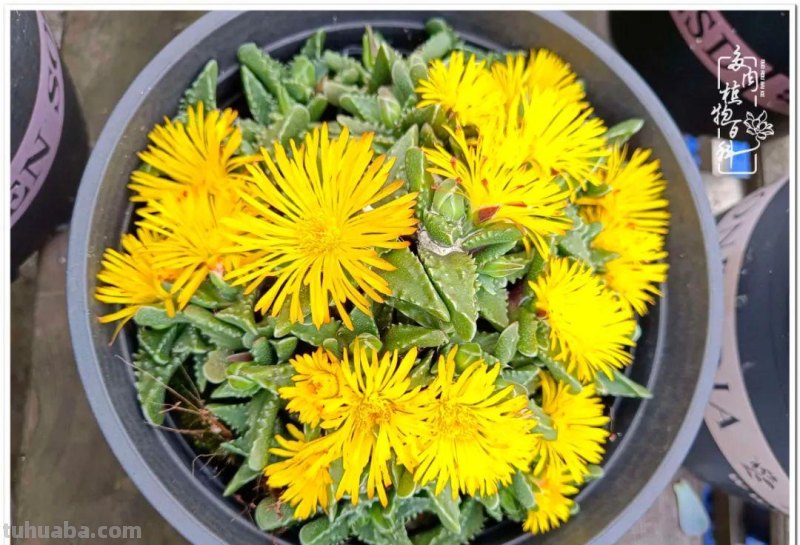 多肉，不仅养眼，且很治愈