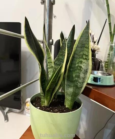 多肉植物虎尾兰（虎皮兰、锦兰、千岁兰或岳母舌）盆栽详解