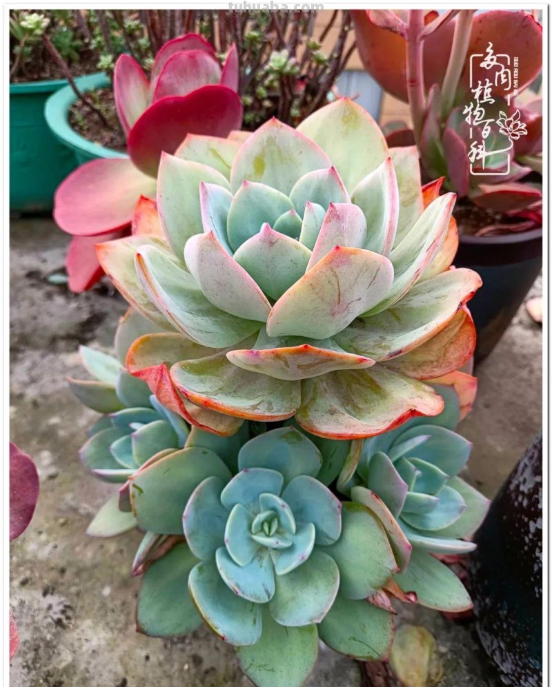 多肉，不仅养眼，且很治愈