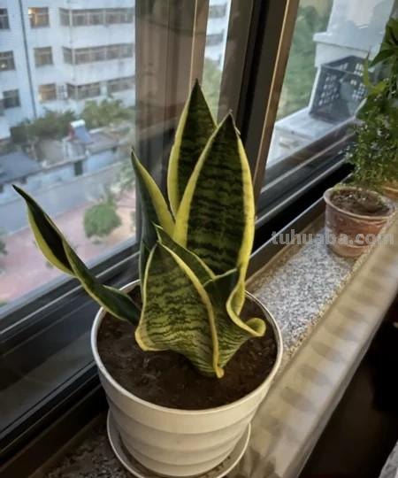 多肉植物虎尾兰（虎皮兰、锦兰、千岁兰或岳母舌）盆栽详解