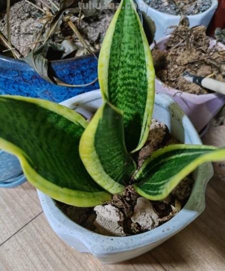 多肉植物虎尾兰（虎皮兰、锦兰、千岁兰或岳母舌）盆栽详解