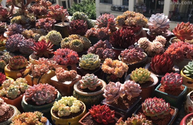 天生“好皮囊”的11款多肉,它们株型特别美,就算状态一般也好看 天生“好皮囊”的11款多肉,它们株型特别美,就算状态一般也好看