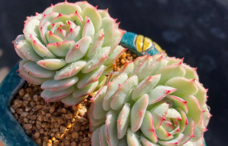 天生“好皮囊”的11款多肉,它们株型特别美,就算状态一般也好看 天生“好皮囊”的11款多肉,它们株型特别美,就算状态一般也好看