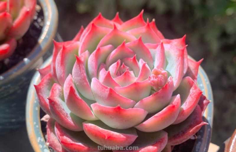 天生“好皮囊”的11款多肉,它们株型特别美,就算状态一般也好看 天生“好皮囊”的11款多肉,它们株型特别美,就算状态一般也好看