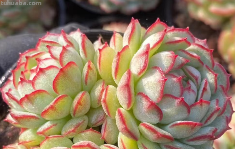 天生“好皮囊”的11款多肉,它们株型特别美,就算状态一般也好看 天生“好皮囊”的11款多肉,它们株型特别美,就算状态一般也好看