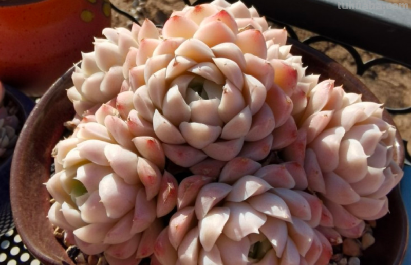 天生“好皮囊”的11款多肉,它们株型特别美,就算状态一般也好看 天生“好皮囊”的11款多肉,它们株型特别美,就算状态一般也好看