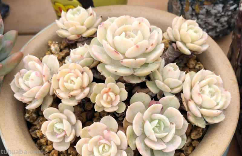 天生“好皮囊”的11款多肉,它们株型特别美,就算状态一般也好看 天生“好皮囊”的11款多肉,它们株型特别美,就算状态一般也好看