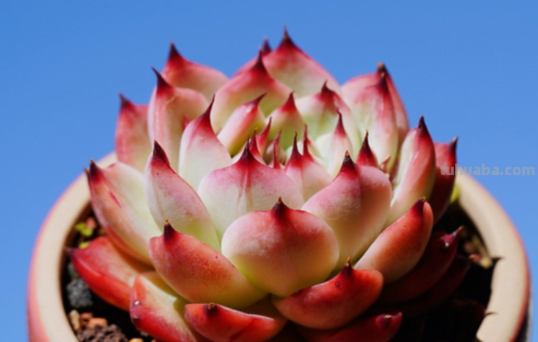 天生“好皮囊”的11款多肉,它们株型特别美,就算状态一般也好看 天生“好皮囊”的11款多肉,它们株型特别美,就算状态一般也好看