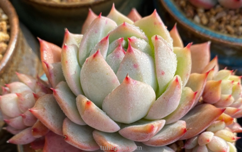 天生“好皮囊”的11款多肉,它们株型特别美,就算状态一般也好看 天生“好皮囊”的11款多肉,它们株型特别美,就算状态一般也好看