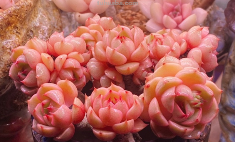 天生“好皮囊”的11款多肉,它们株型特别美,就算状态一般也好看 天生“好皮囊”的11款多肉,它们株型特别美,就算状态一般也好看