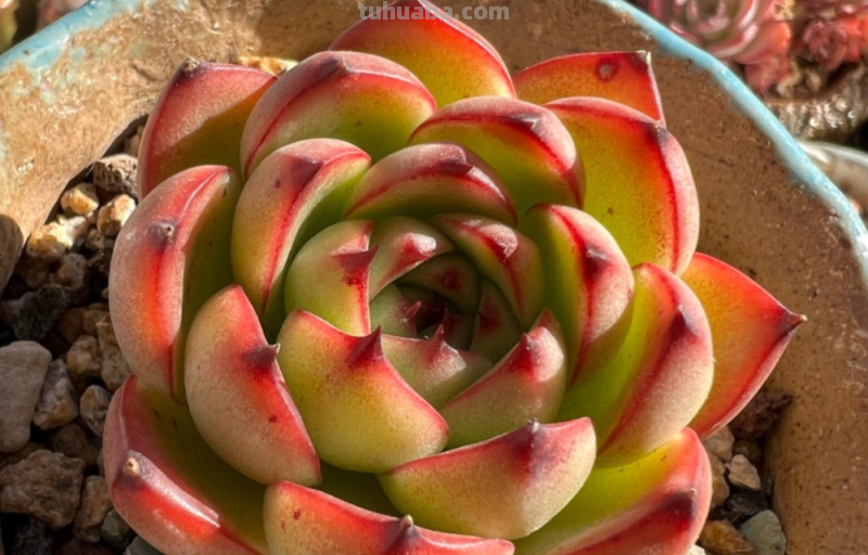 天生“好皮囊”的11款多肉,它们株型特别美,就算状态一般也好看 天生“好皮囊”的11款多肉,它们株型特别美,就算状态一般也好看