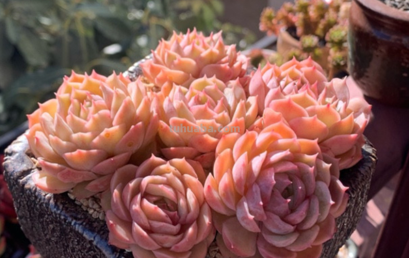 天生“好皮囊”的11款多肉,它们株型特别美,就算状态一般也好看 天生“好皮囊”的11款多肉,它们株型特别美,就算状态一般也好看