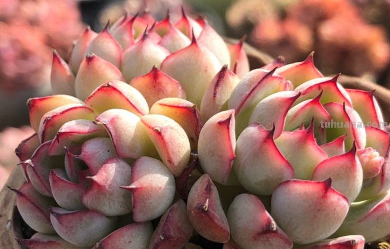 天生“好皮囊”的11款多肉,它们株型特别美,就算状态一般也好看 天生“好皮囊”的11款多肉,它们株型特别美,就算状态一般也好看