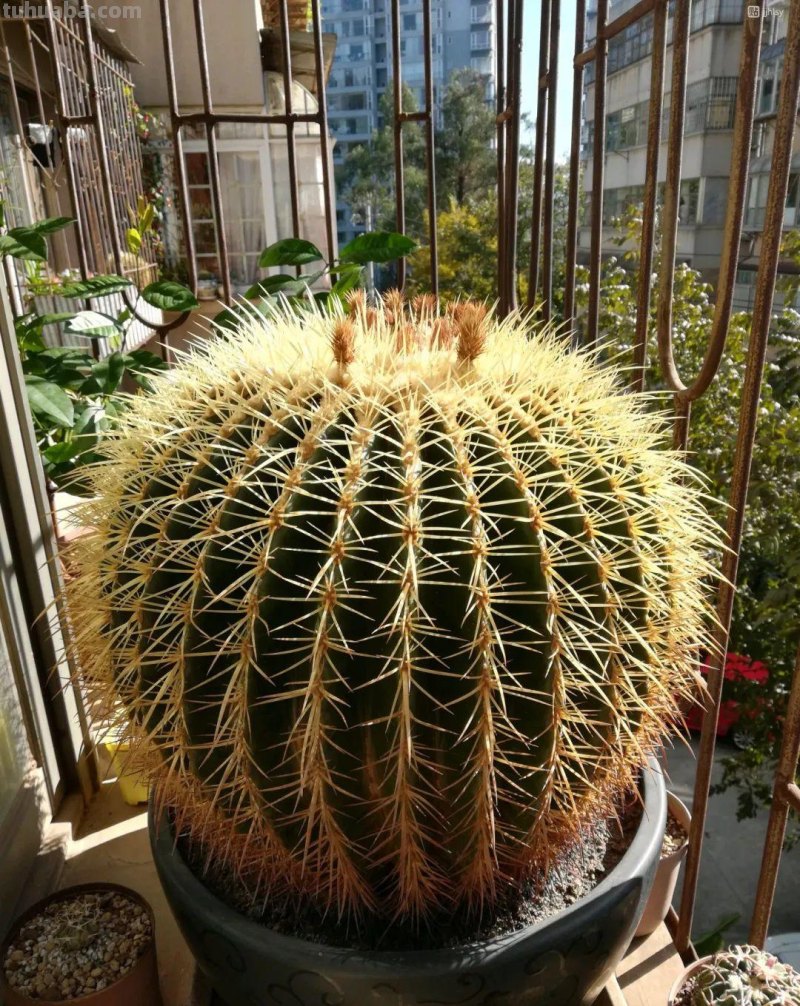 常见的5种仙人掌，漂亮好养，你见过吗？