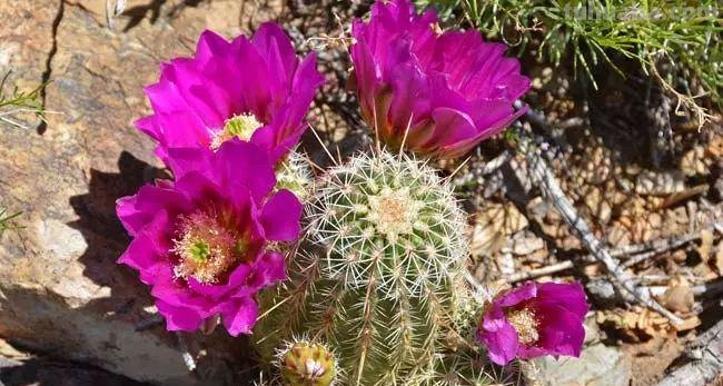 7种容易开花的仙人掌盆栽，新手也能轻松养出好看的花朵