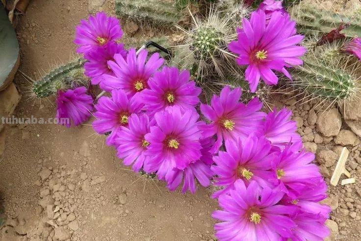 7种容易开花的仙人掌盆栽，新手也能轻松养出好看的花朵