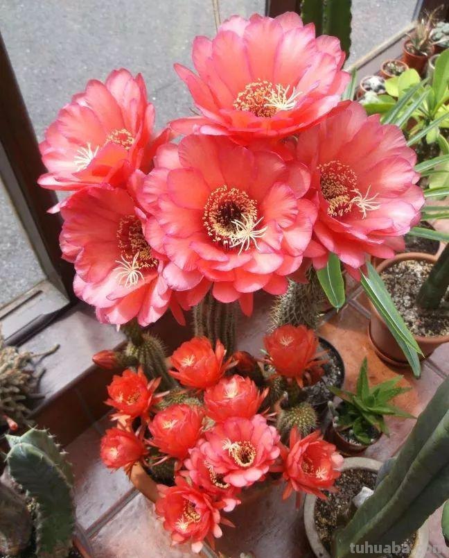 7种容易开花的仙人掌盆栽，新手也能轻松养出好看的花朵