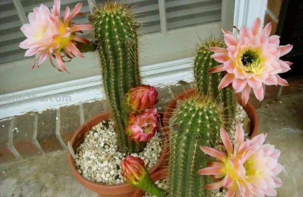 7种容易开花的仙人掌盆栽，新手也能轻松养出好看的花朵