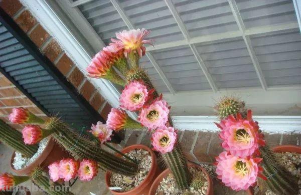 7种容易开花的仙人掌盆栽，新手也能轻松养出好看的花朵