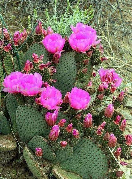 7种容易开花的仙人掌盆栽，新手也能轻松养出好看的花朵