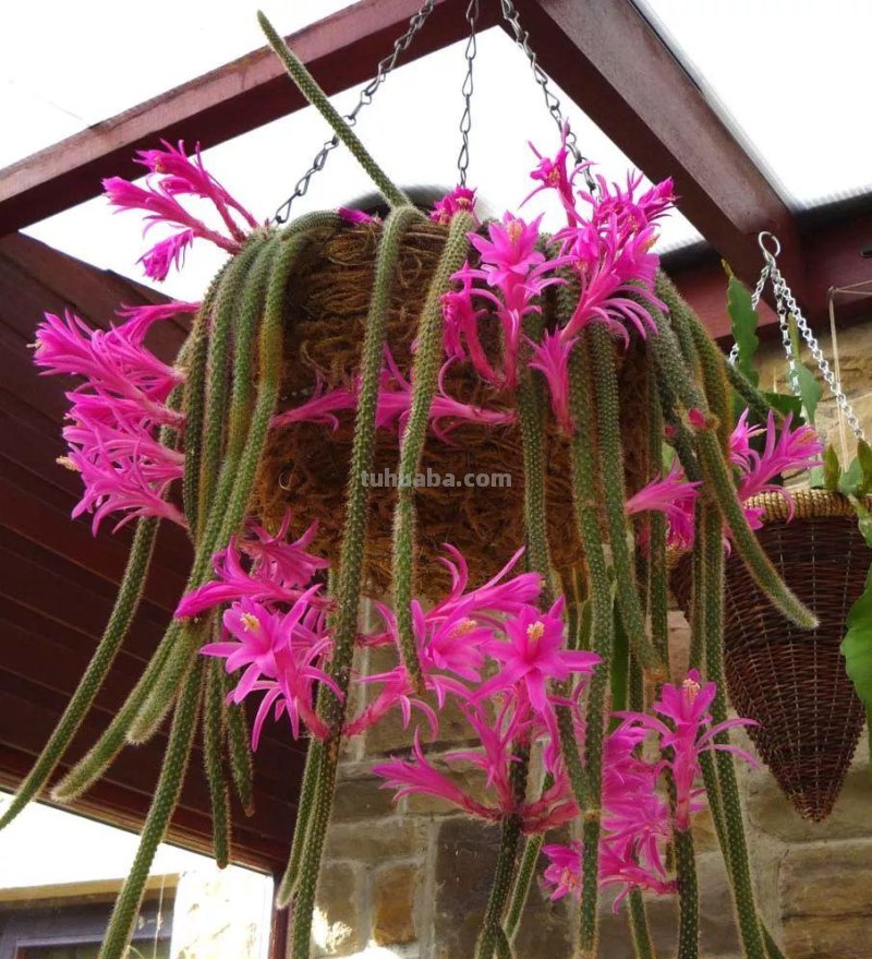 7种容易开花的仙人掌盆栽，新手也能轻松养出好看的花朵