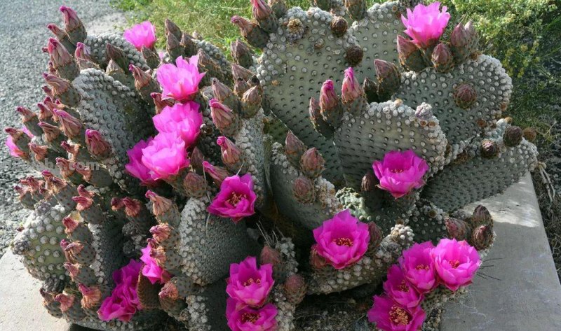 7种容易开花的仙人掌盆栽，新手也能轻松养出好看的花朵