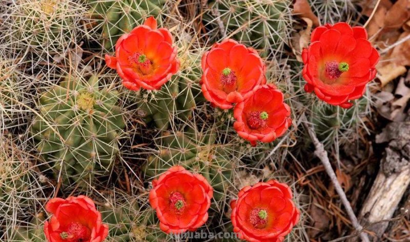 7种容易开花的仙人掌盆栽，新手也能轻松养出好看的花朵