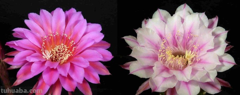 9类很容易养开花的仙人掌植物，适合盆栽，花朵像昙花，像菊花