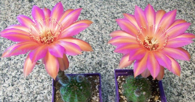 9类很容易养开花的仙人掌植物，适合盆栽，花朵像昙花，像菊花