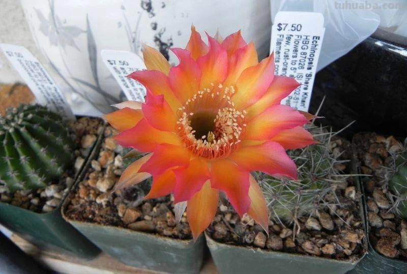 9类很容易养开花的仙人掌植物，适合盆栽，花朵像昙花，像菊花