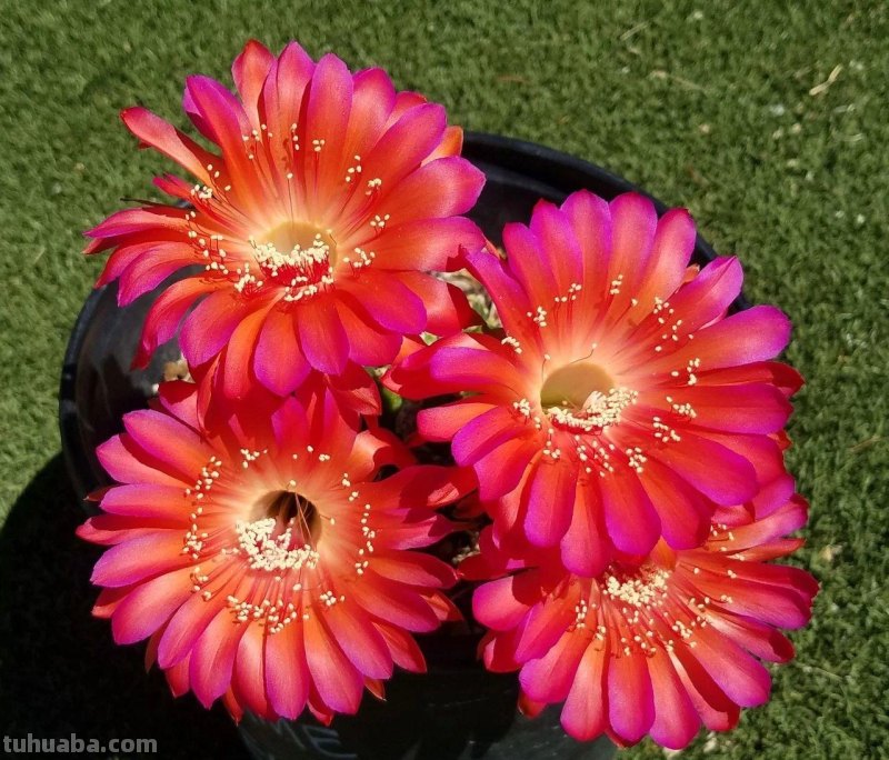 9类很容易养开花的仙人掌植物，适合盆栽，花朵像昙花，像菊花