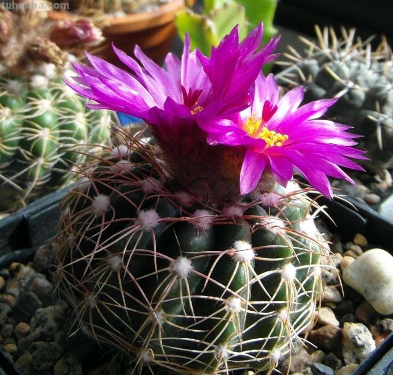 9类很容易养开花的仙人掌植物，适合盆栽，花朵像昙花，像菊花