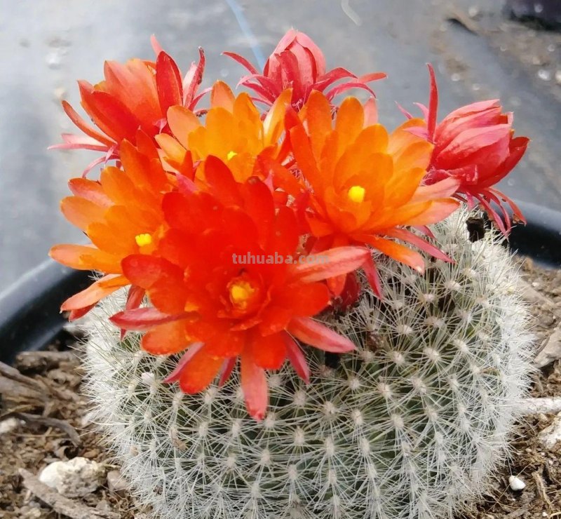 9类很容易养开花的仙人掌植物，适合盆栽，花朵像昙花，像菊花