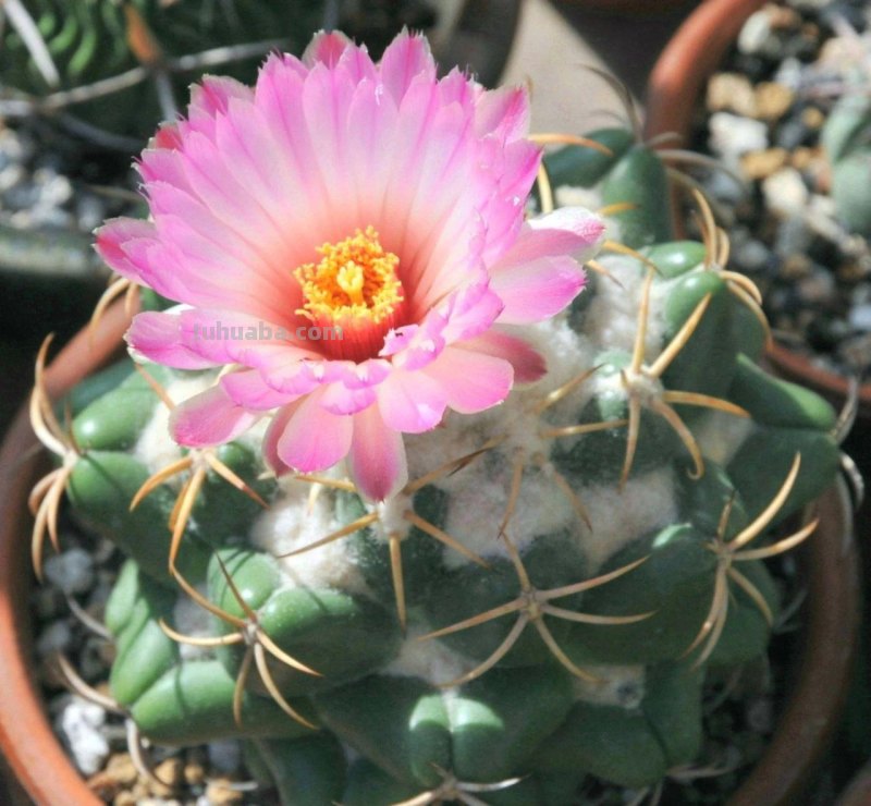 9类很容易养开花的仙人掌植物，适合盆栽，花朵像昙花，像菊花