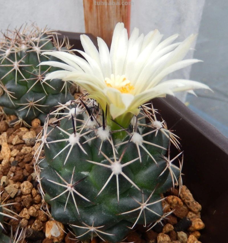 9类很容易养开花的仙人掌植物，适合盆栽，花朵像昙花，像菊花