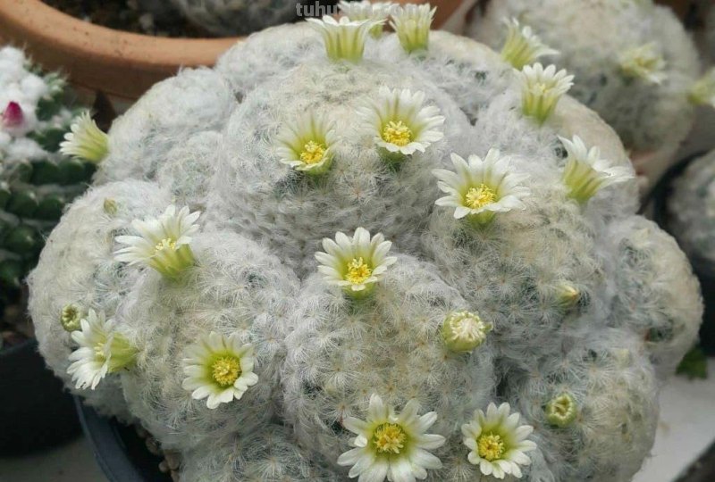 9类很容易养开花的仙人掌植物，适合盆栽，花朵像昙花，像菊花