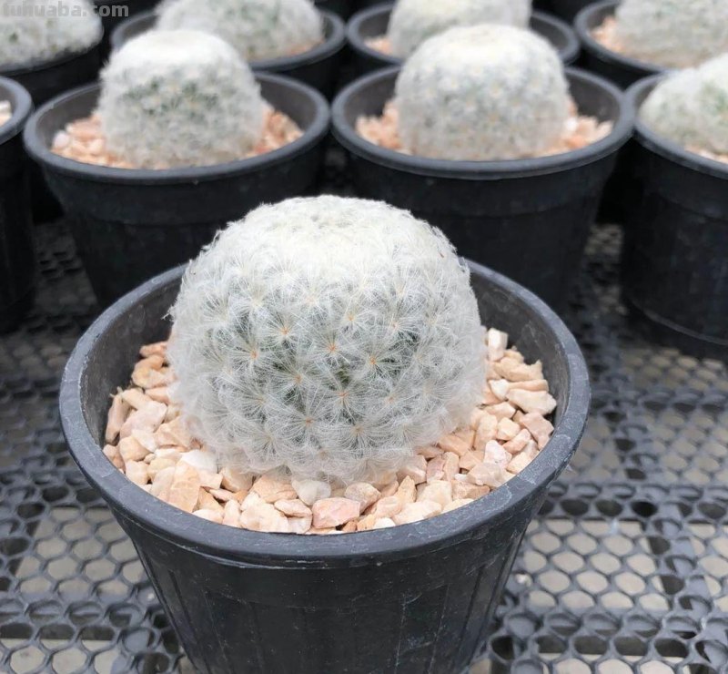 9类很容易养开花的仙人掌植物，适合盆栽，花朵像昙花，像菊花