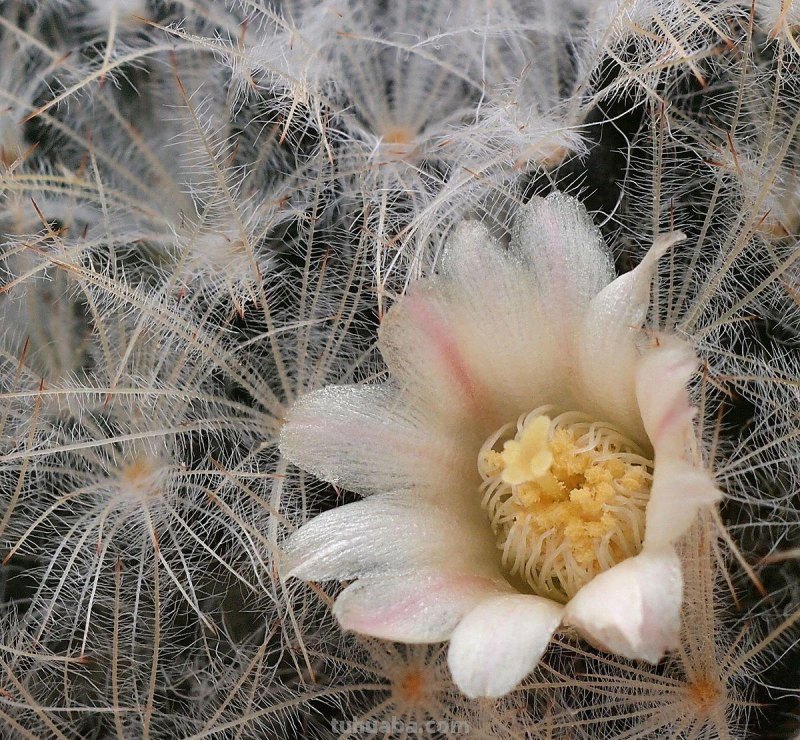 9类很容易养开花的仙人掌植物，适合盆栽，花朵像昙花，像菊花