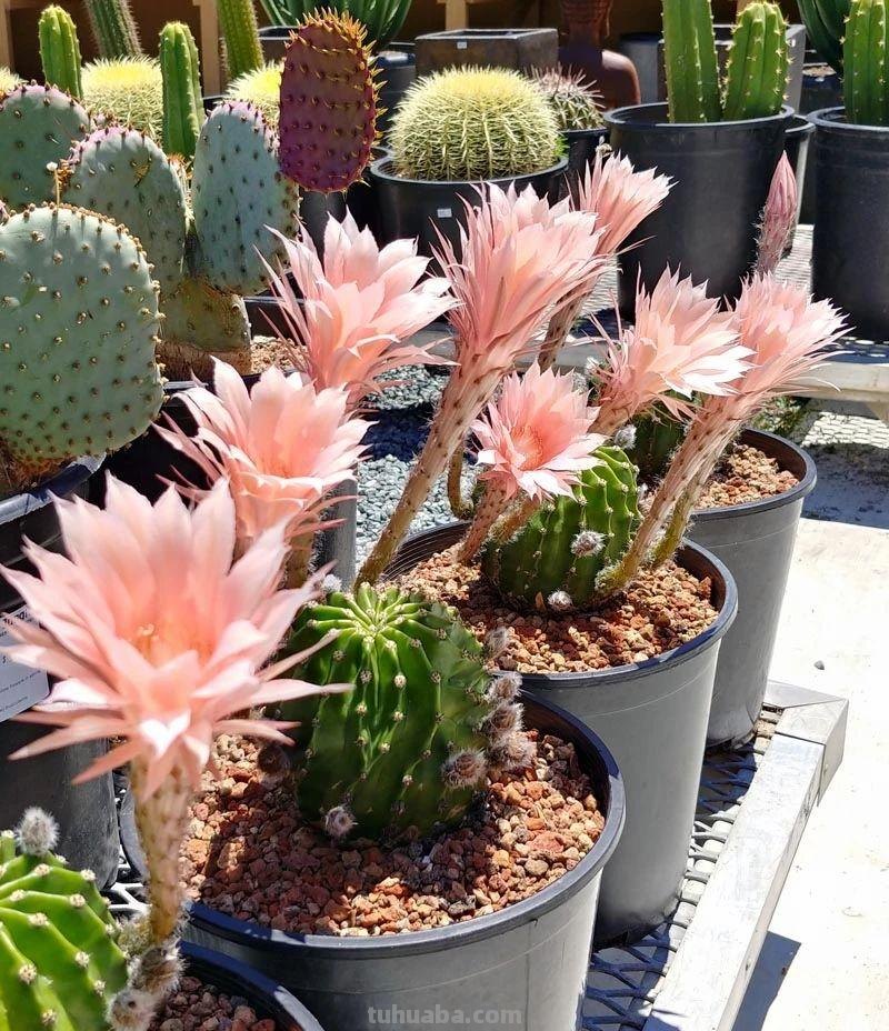 9类很容易养开花的仙人掌植物，适合盆栽，花朵像昙花，像菊花