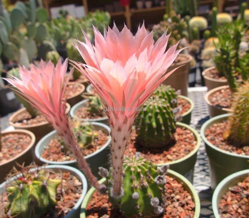 9类很容易养开花的仙人掌植物，适合盆栽，花朵像昙花，像菊花